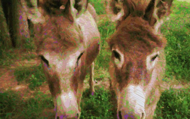 2 Mule Ranch